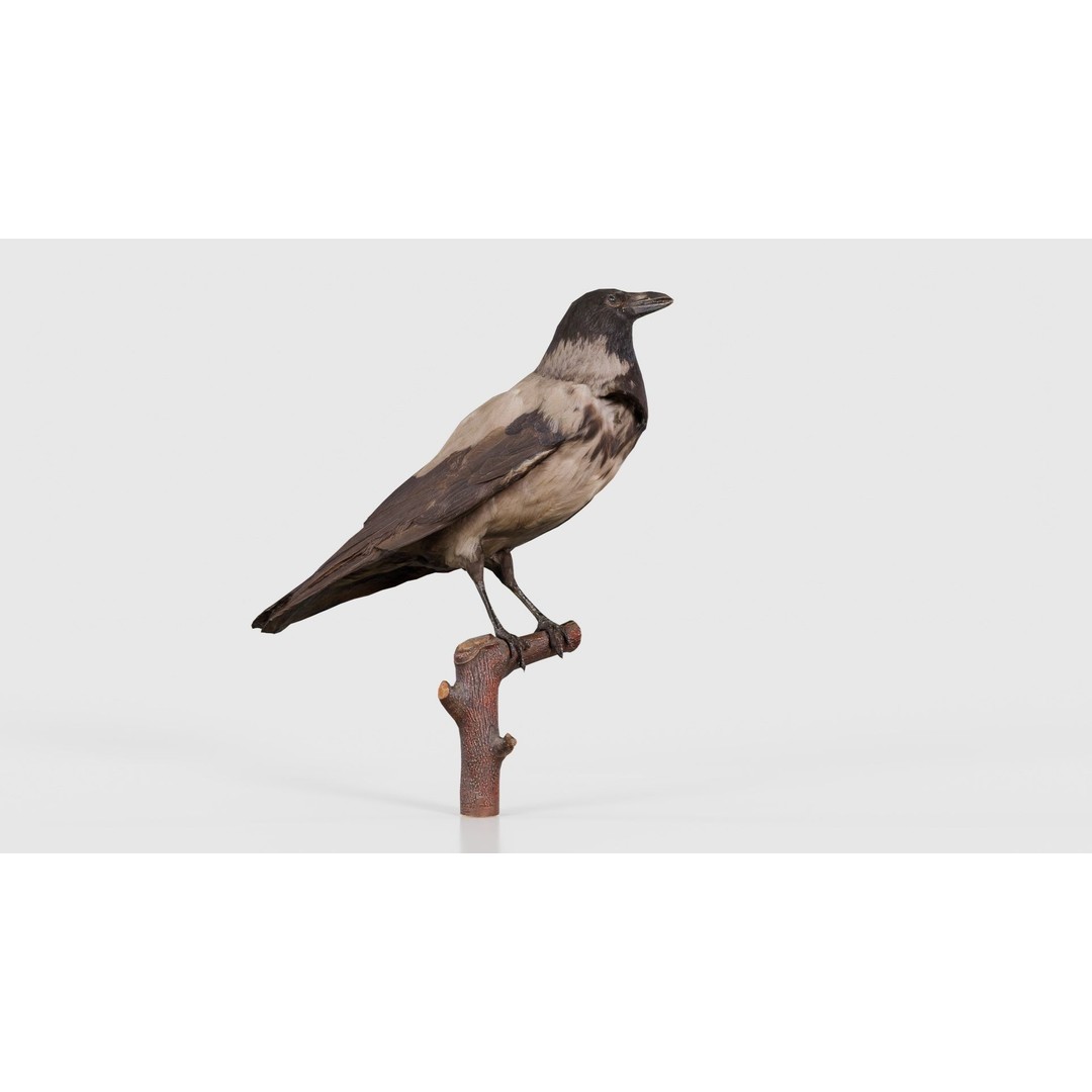 Hooded Crow 3D Model – Low Poly Game Asset, PBR Textures, FBX - View 18