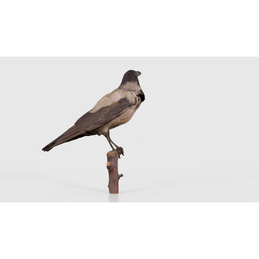Hooded Crow 3D Model – Low Poly Game Asset, PBR Textures, FBX - View 19