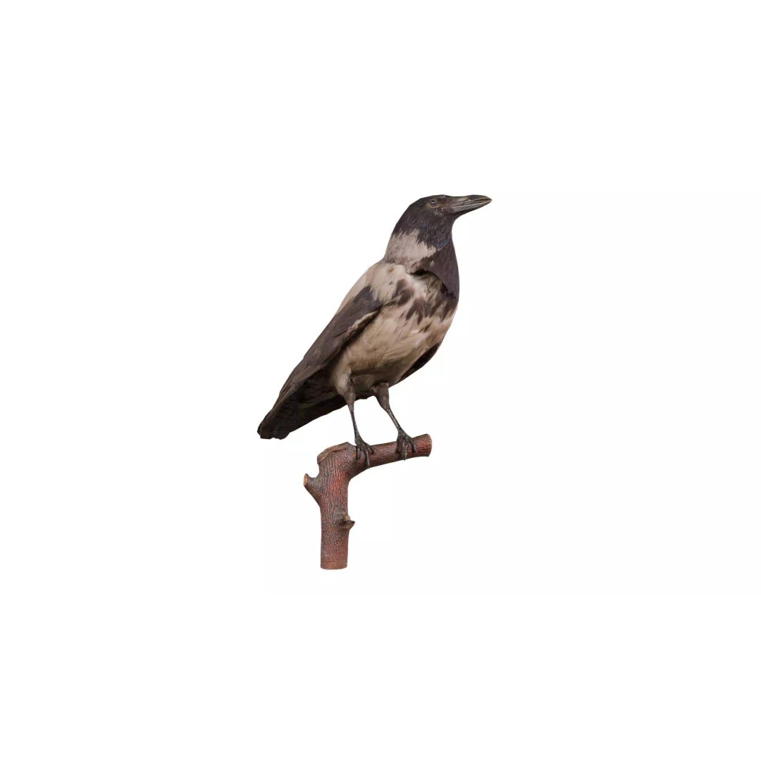 Hooded Crow 3D Model – Low Poly Game Asset, PBR Textures, FBX - View 2