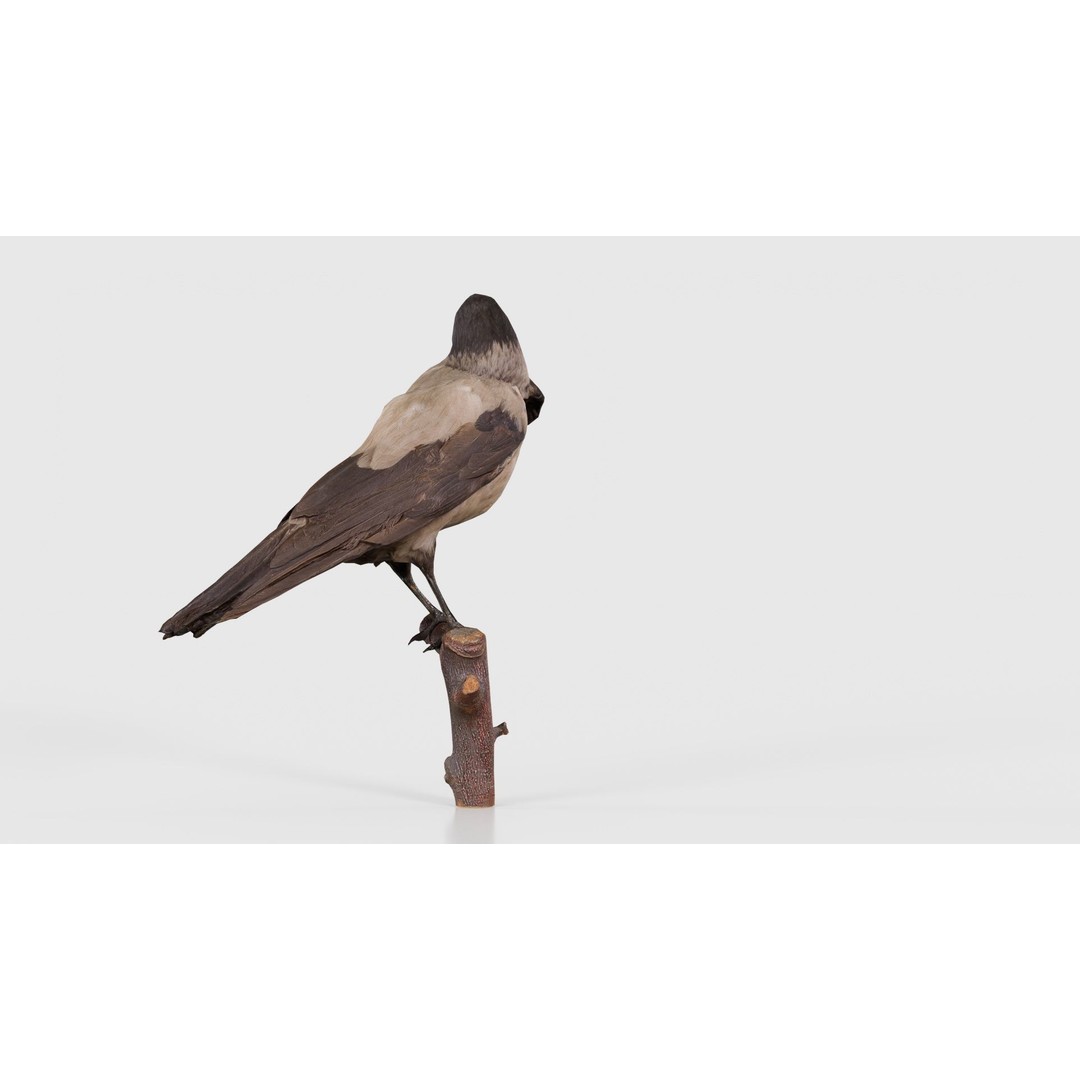 Hooded Crow 3D Model – Low Poly Game Asset, PBR Textures, FBX - View 20