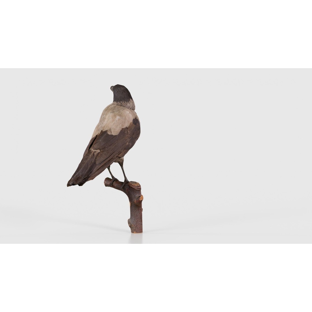 Hooded Crow 3D Model – Low Poly Game Asset, PBR Textures, FBX - View 21