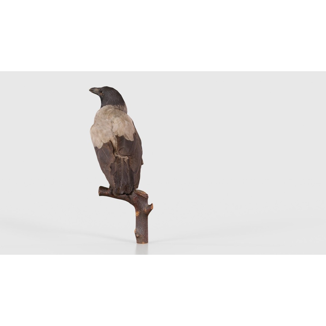 Hooded Crow 3D Model – Low Poly Game Asset, PBR Textures, FBX - View 22