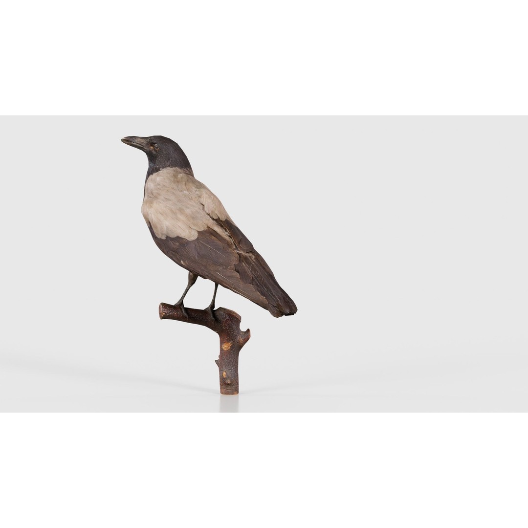 Hooded Crow 3D Model – Low Poly Game Asset, PBR Textures, FBX - View 23