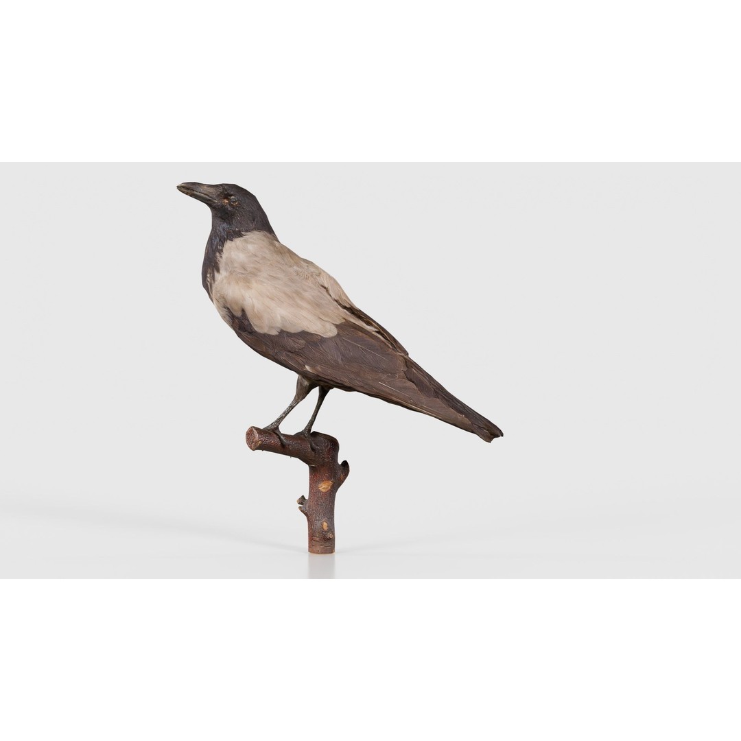 Hooded Crow 3D Model – Low Poly Game Asset, PBR Textures, FBX - View 24