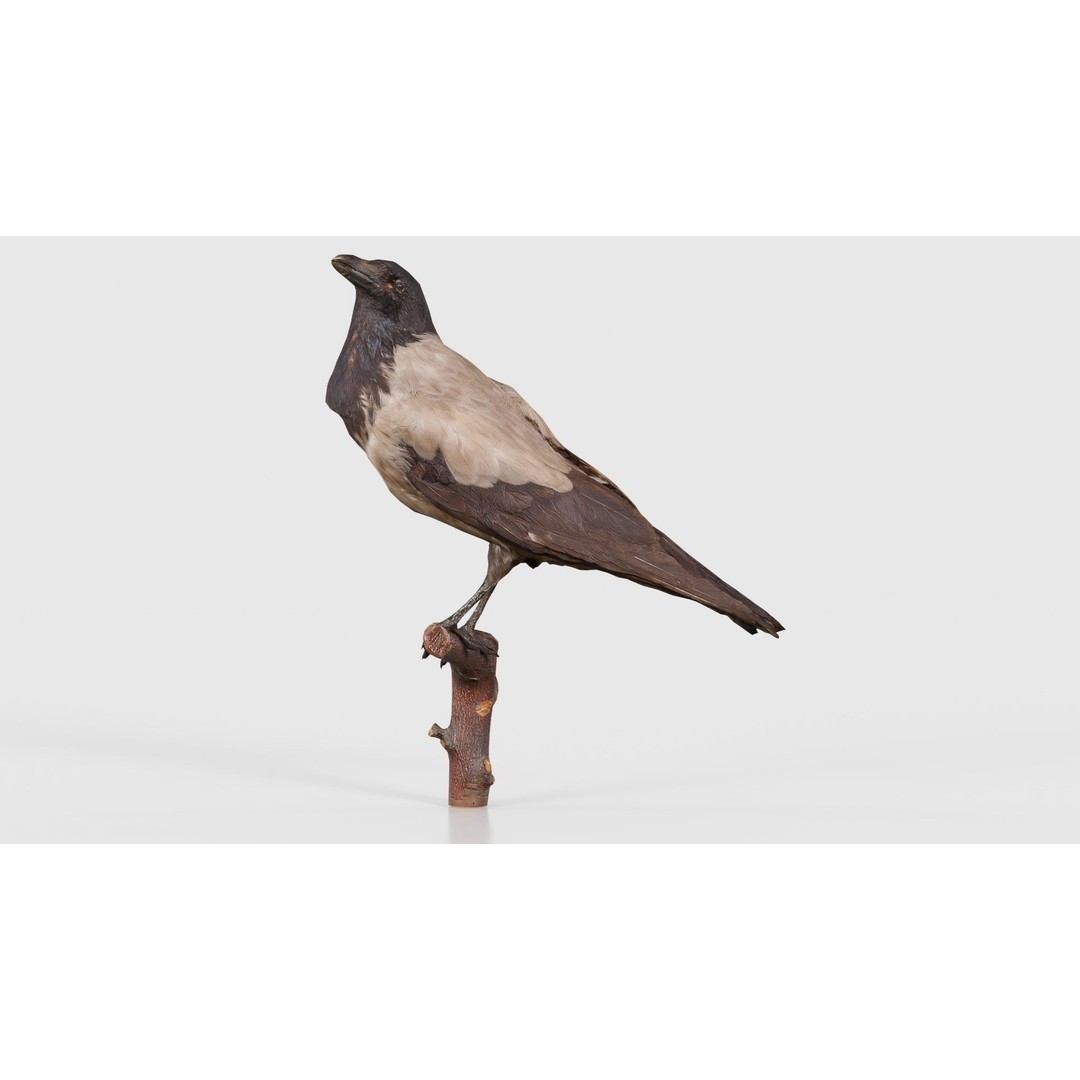 Hooded Crow 3D Model – Low Poly Game Asset, PBR Textures, FBX - View 25