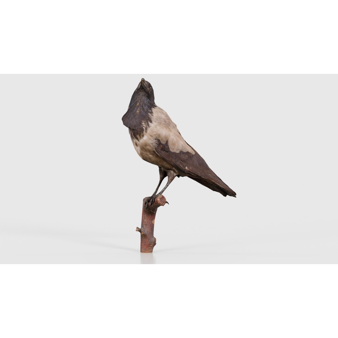 Hooded Crow 3D Model – Low Poly Game Asset, PBR Textures, FBX - View 26