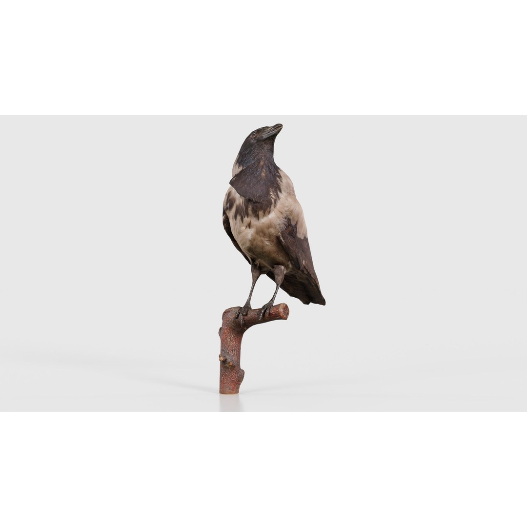 Hooded Crow 3D Model – Low Poly Game Asset, PBR Textures, FBX - View 27