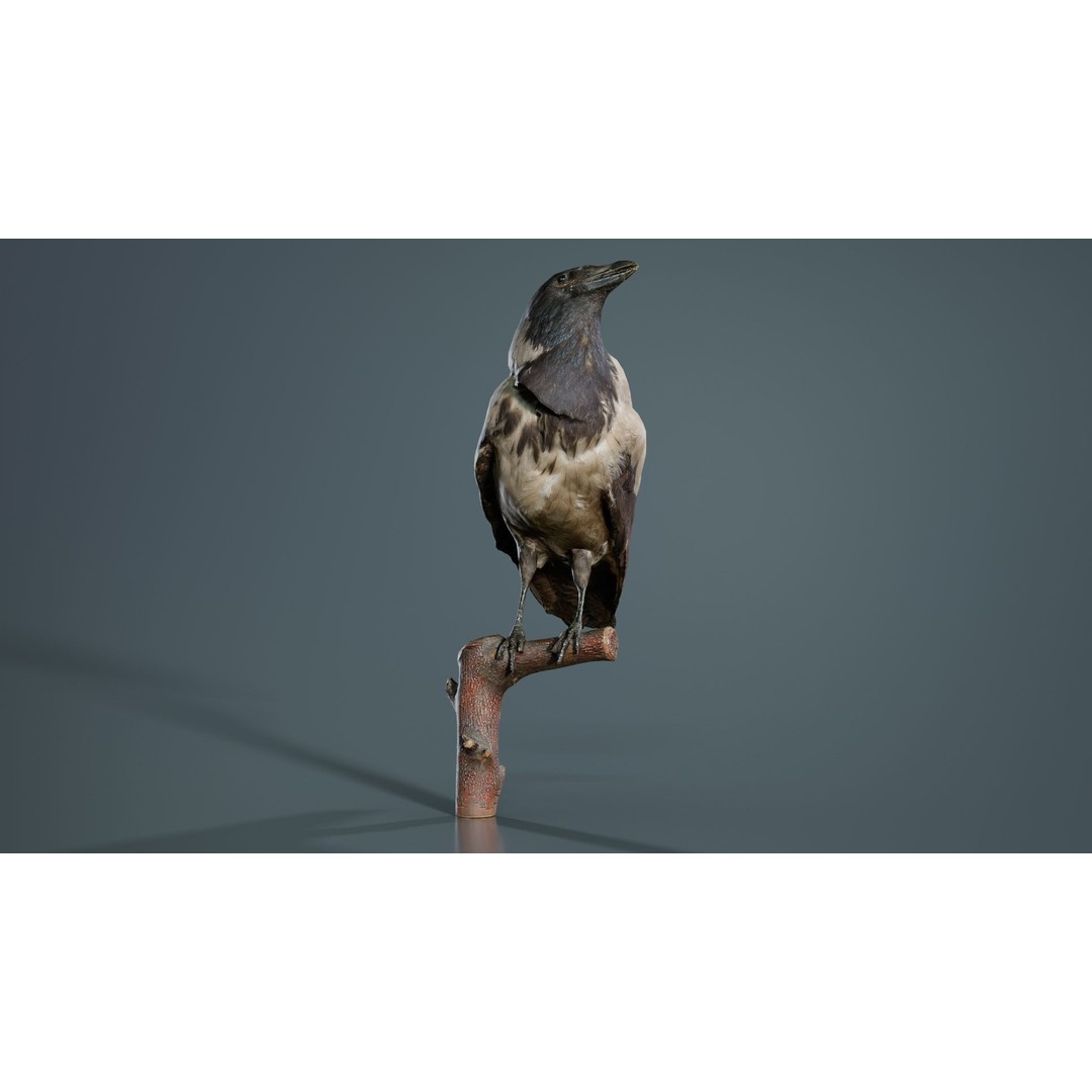 Hooded Crow 3D Model – Low Poly Game Asset, PBR Textures, FBX - View 3