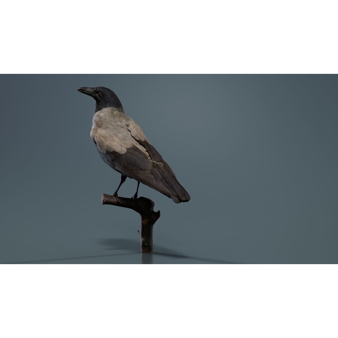 Hooded Crow 3D Model – Low Poly Game Asset, PBR Textures, FBX - View 4