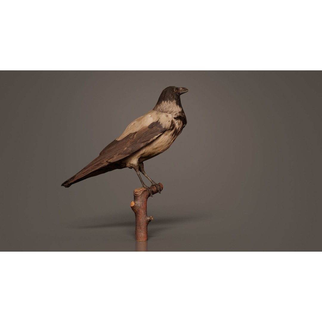 Hooded Crow 3D Model – Low Poly Game Asset, PBR Textures, FBX - View 5