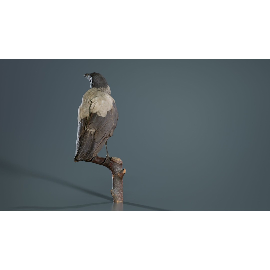 Hooded Crow 3D Model – Low Poly Game Asset, PBR Textures, FBX - View 6