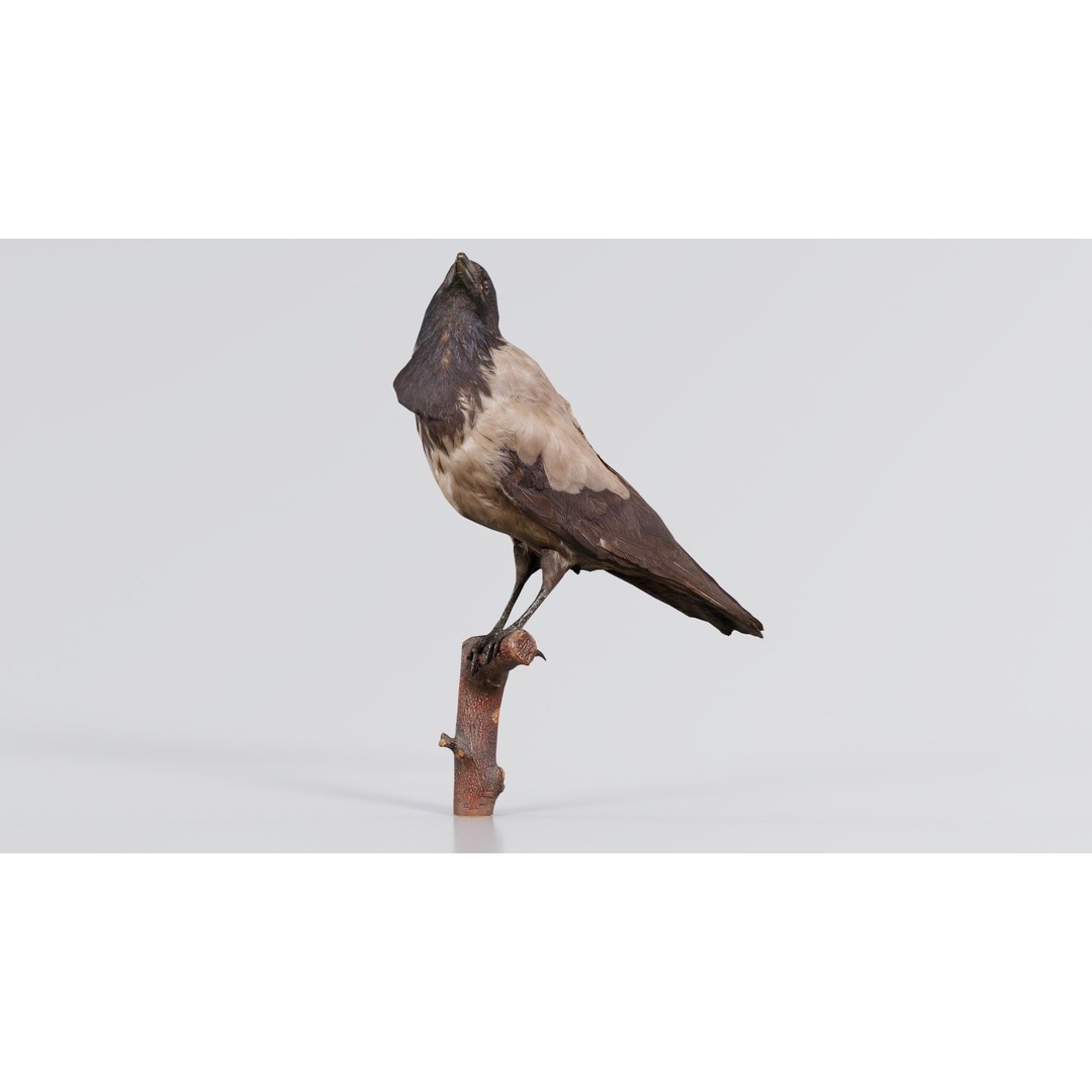 Hooded Crow 3D Model – Low Poly Game Asset, PBR Textures, FBX - View 7