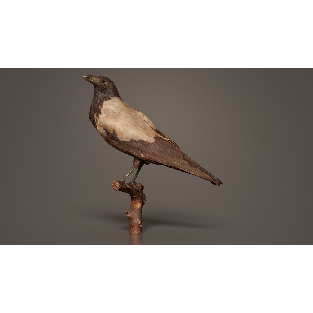 Hooded Crow 3D Model – Low Poly Game Asset, PBR Textures, FBX - View 8