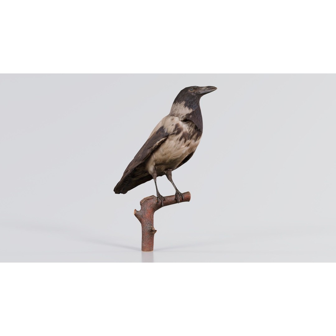 Hooded Crow 3D Model – Low Poly Game Asset, PBR Textures, FBX - View 9
