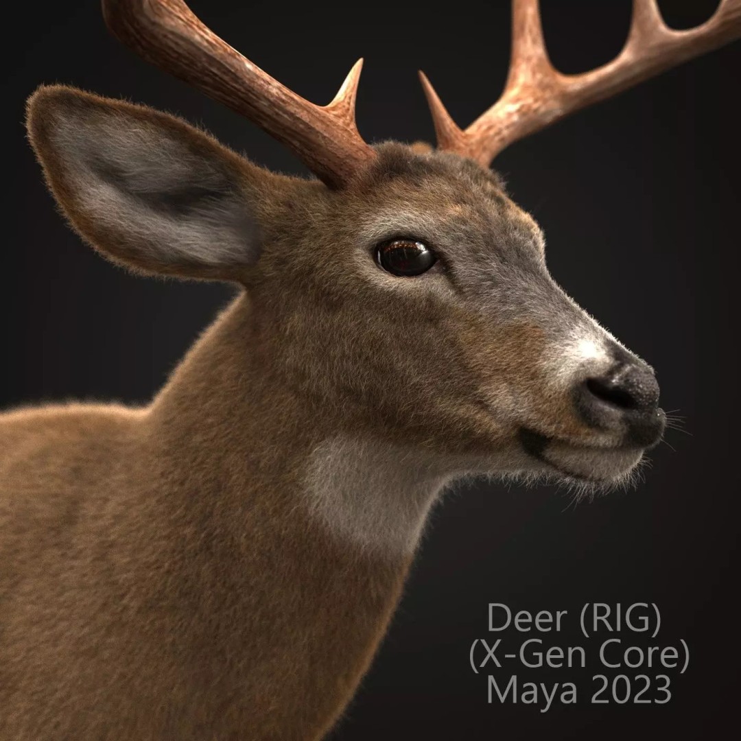Deer 3D Model – Photorealistic Rigged Animal with Textures - View 2