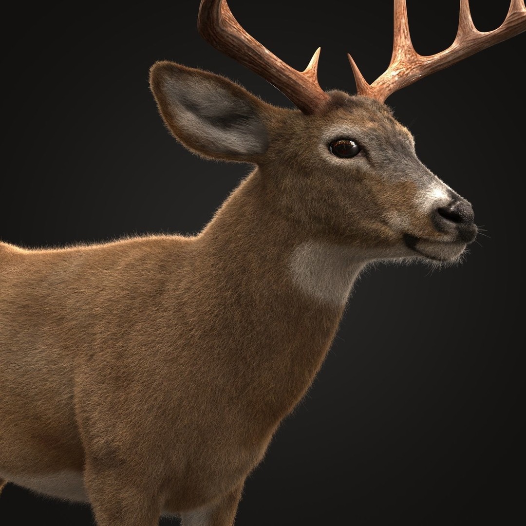 Deer 3D Model – Photorealistic Rigged Animal with Textures - View 3