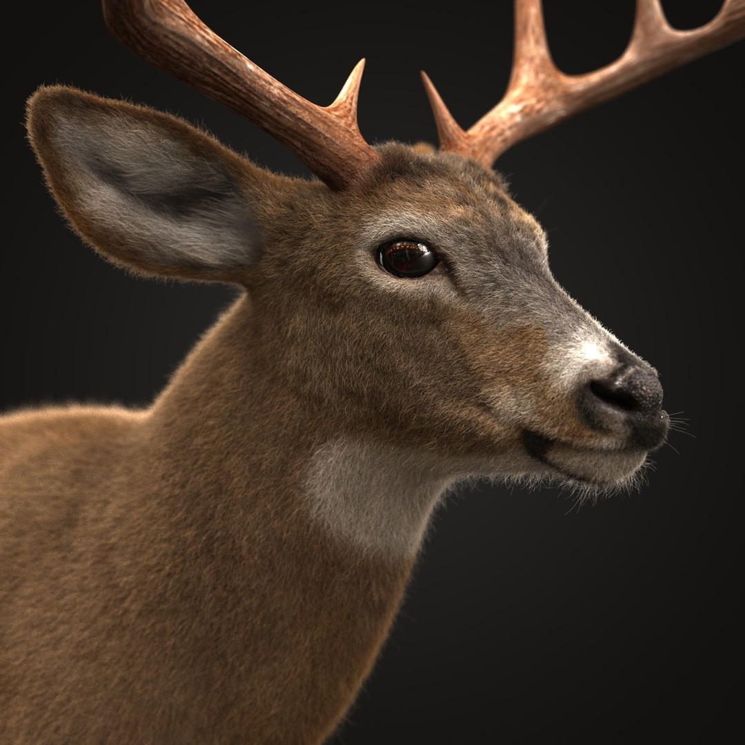 Deer 3D Model – Photorealistic Rigged Animal with Textures - View 4