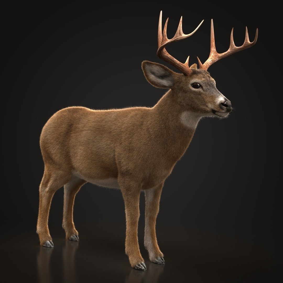 Deer 3D Model – Photorealistic Rigged Animal with Textures - View 5