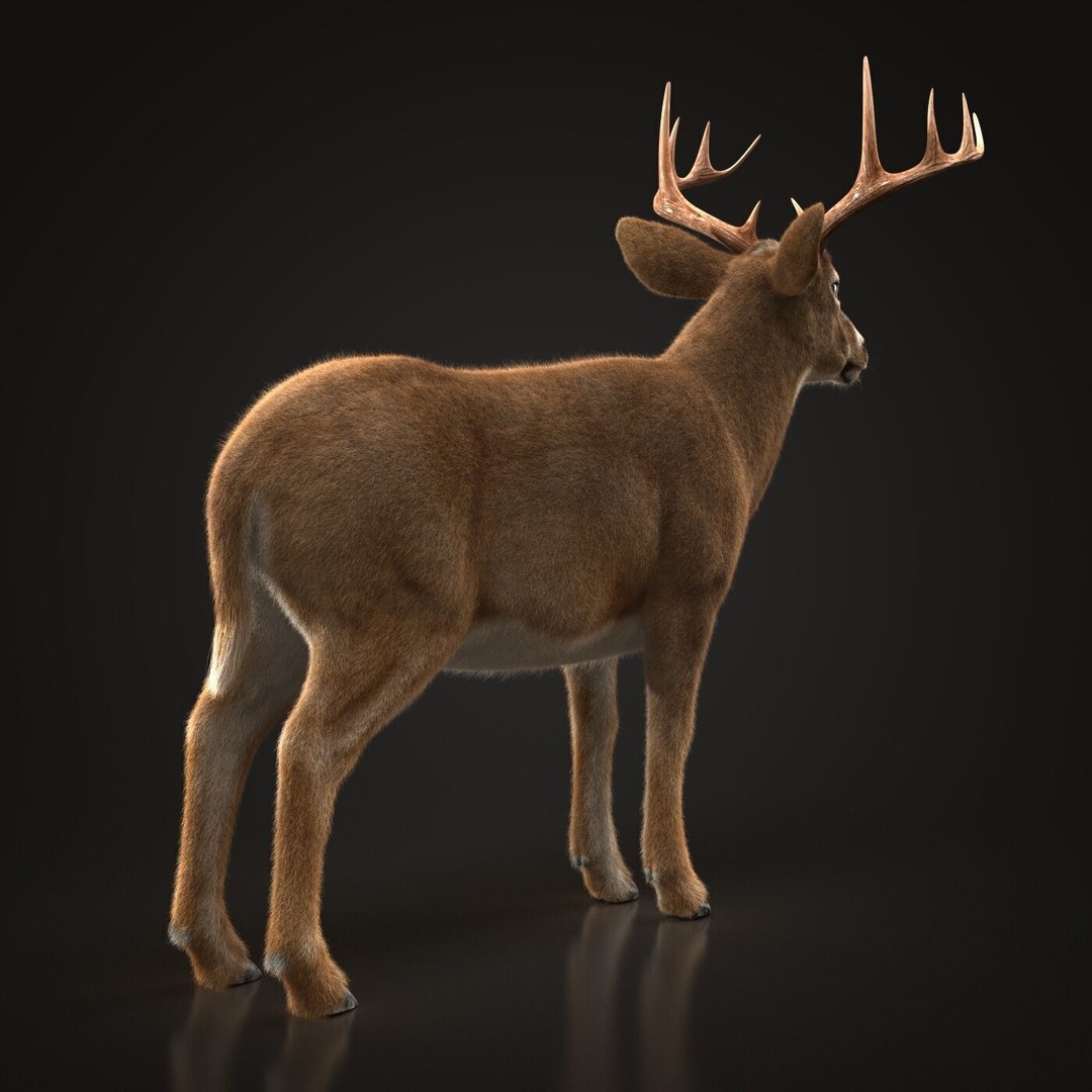 Deer 3D Model – Photorealistic Rigged Animal with Textures - View 6