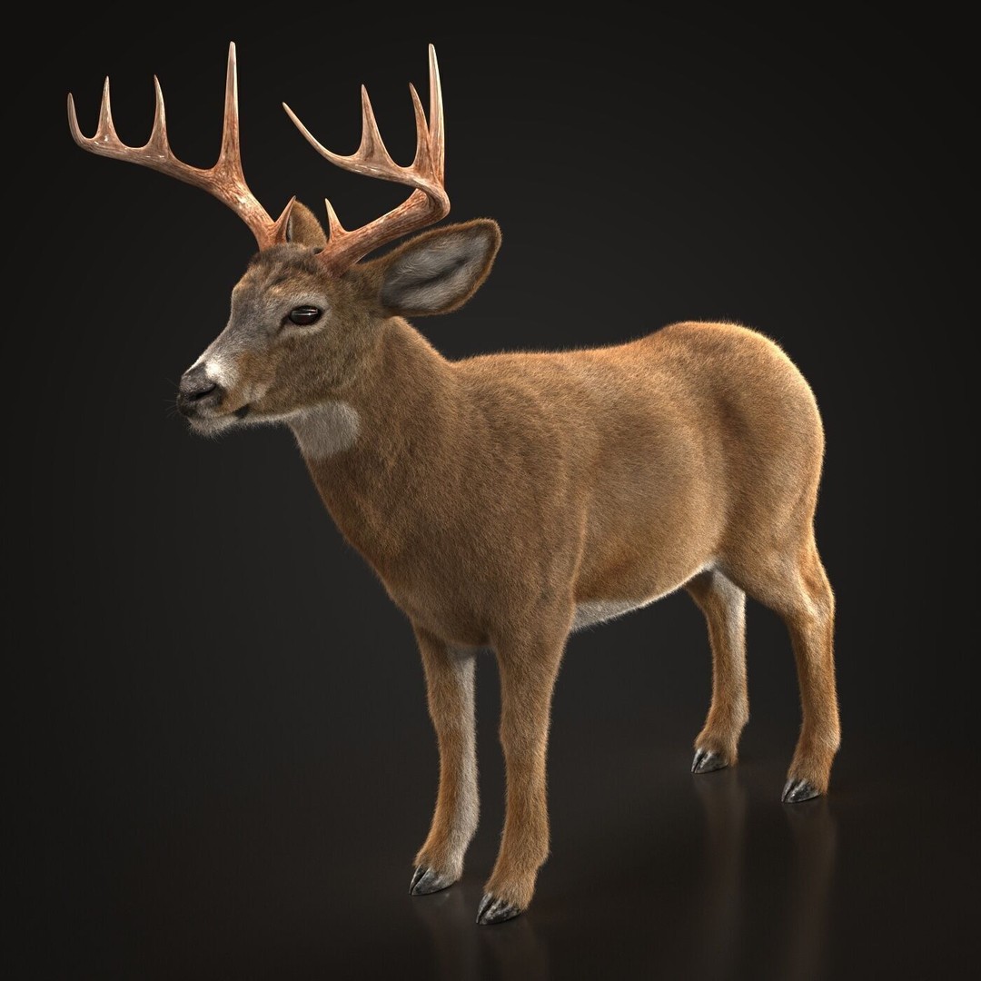 Deer 3D Model – Photorealistic Rigged Animal with Textures - View 7