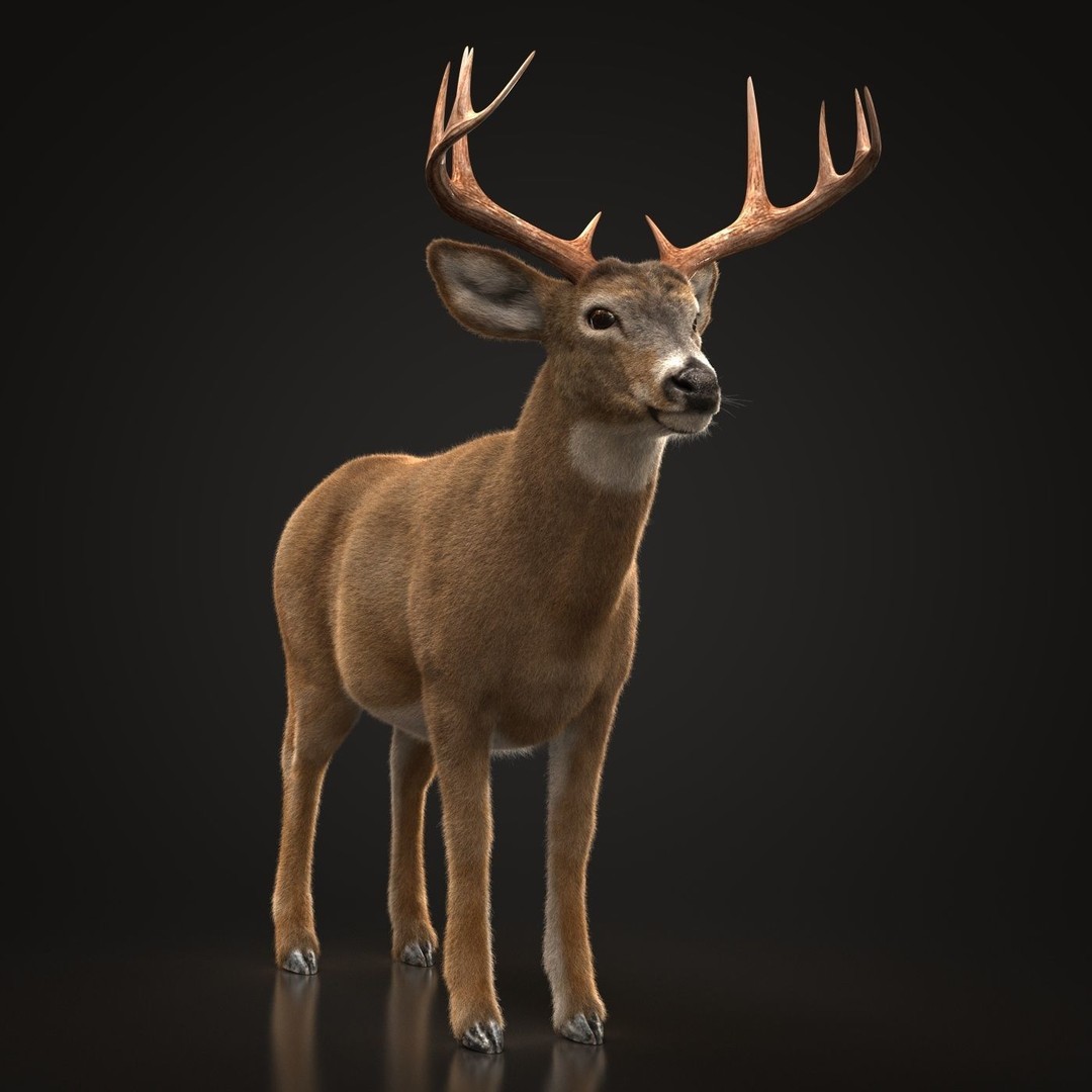 Deer 3D Model – Photorealistic Rigged Animal with Textures - View 8