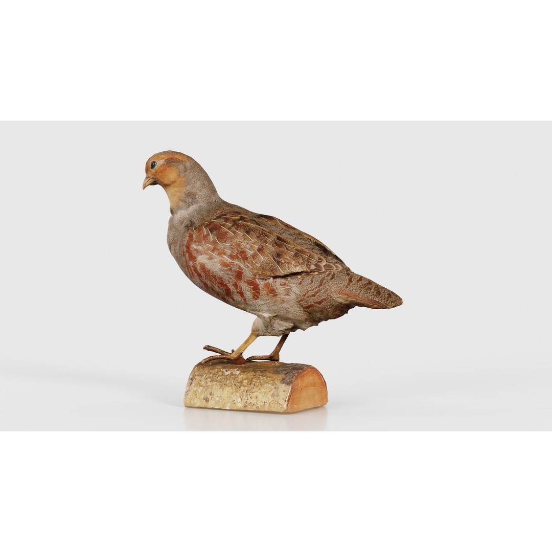 Partridge 3D Model – Low Poly Bird with PBR Textures, FBX