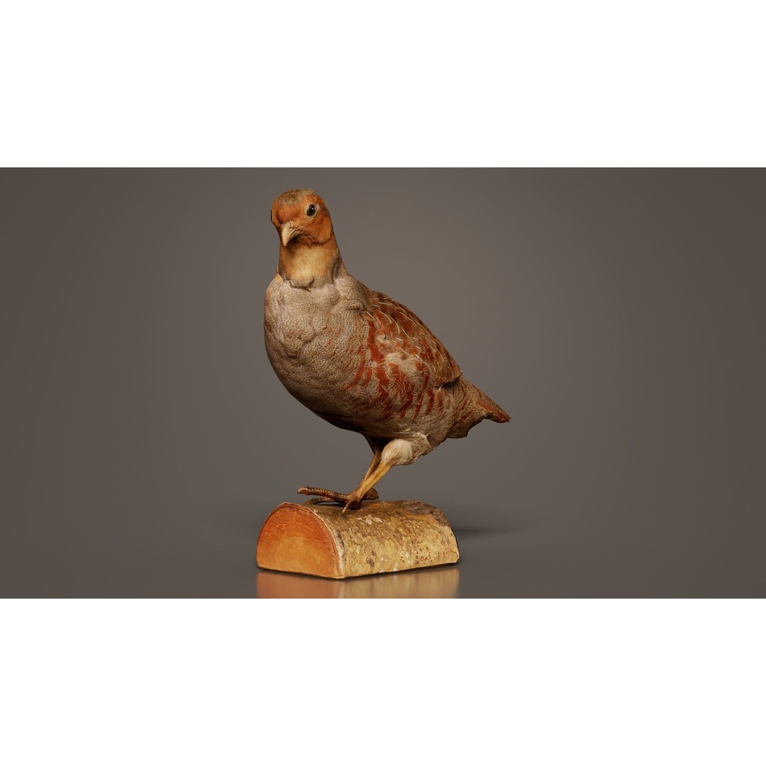 Partridge 3D Model – Low Poly Bird with PBR Textures, FBX - View 10