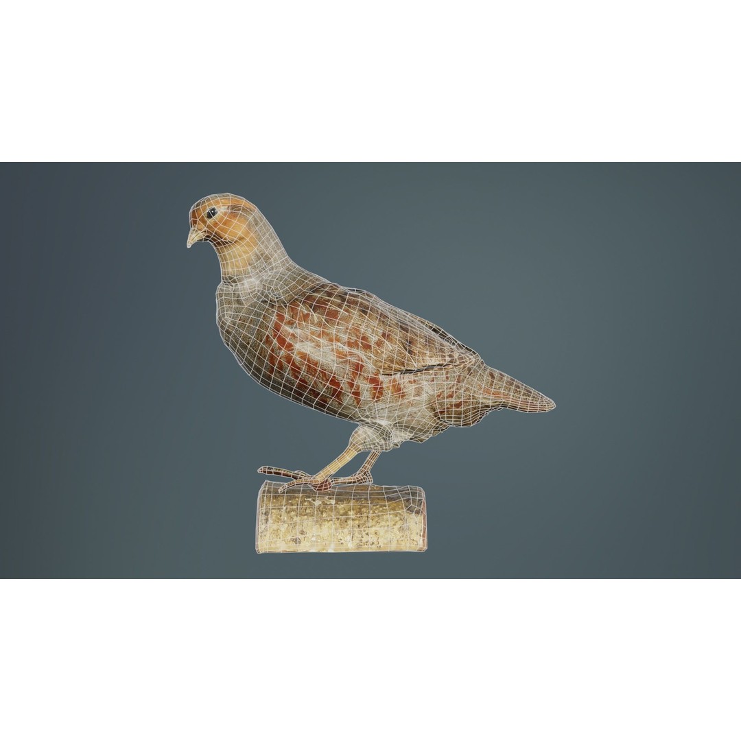 Partridge 3D Model – Low Poly Bird with PBR Textures, FBX - View 11