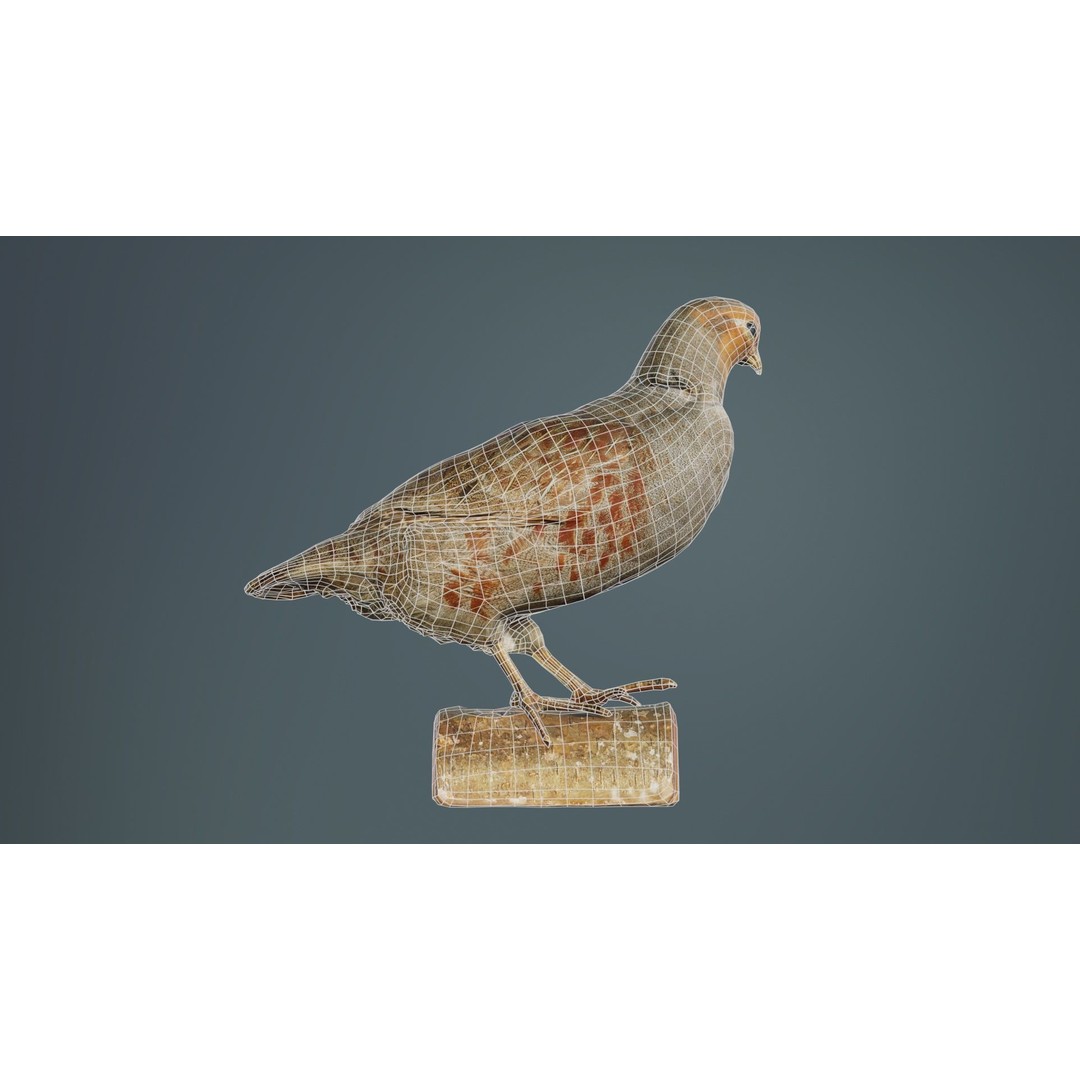 Partridge 3D Model – Low Poly Bird with PBR Textures, FBX - View 12
