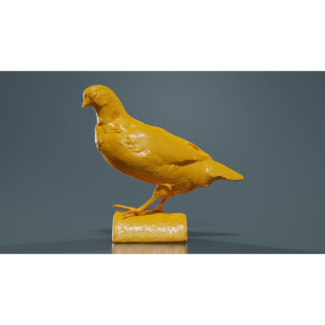 Partridge 3D Model – Low Poly Bird with PBR Textures, FBX - View 14