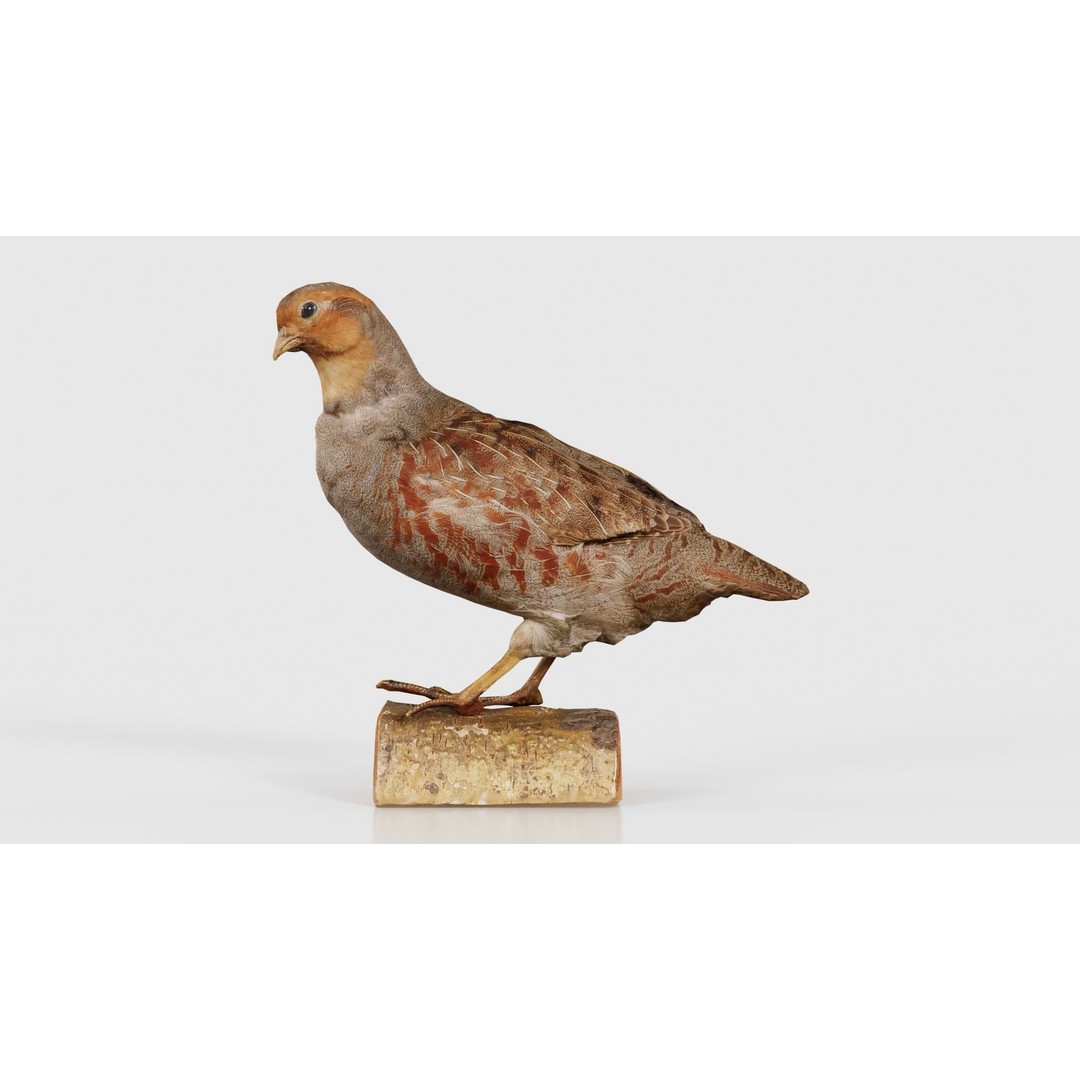 Partridge 3D Model – Low Poly Bird with PBR Textures, FBX - View 17