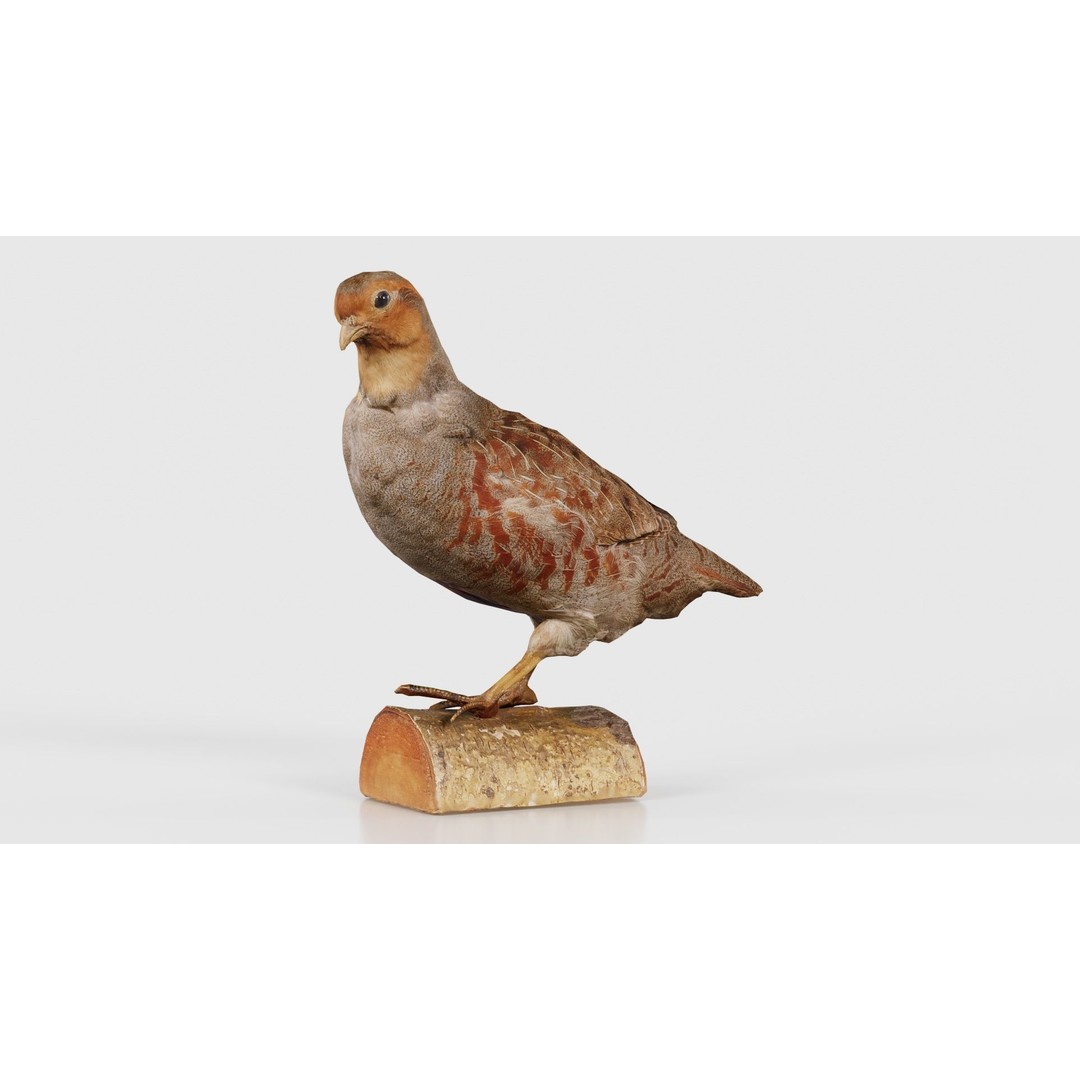 Partridge 3D Model – Low Poly Bird with PBR Textures, FBX - View 18