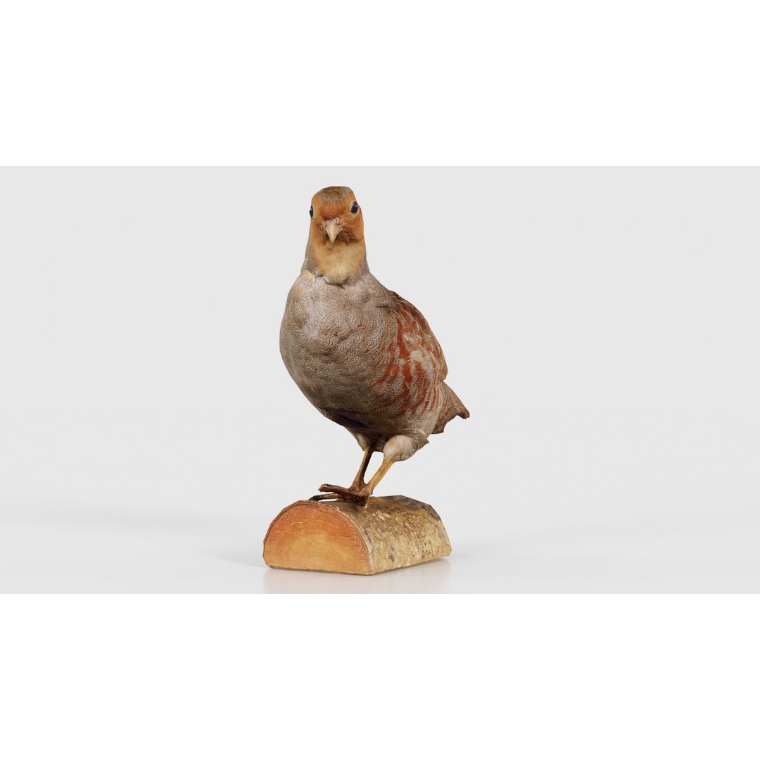 Partridge 3D Model – Low Poly Bird with PBR Textures, FBX - View 19