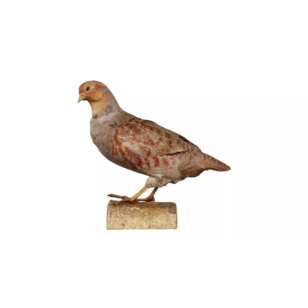 Partridge 3D Model – Low Poly Bird with PBR Textures, FBX - View 2