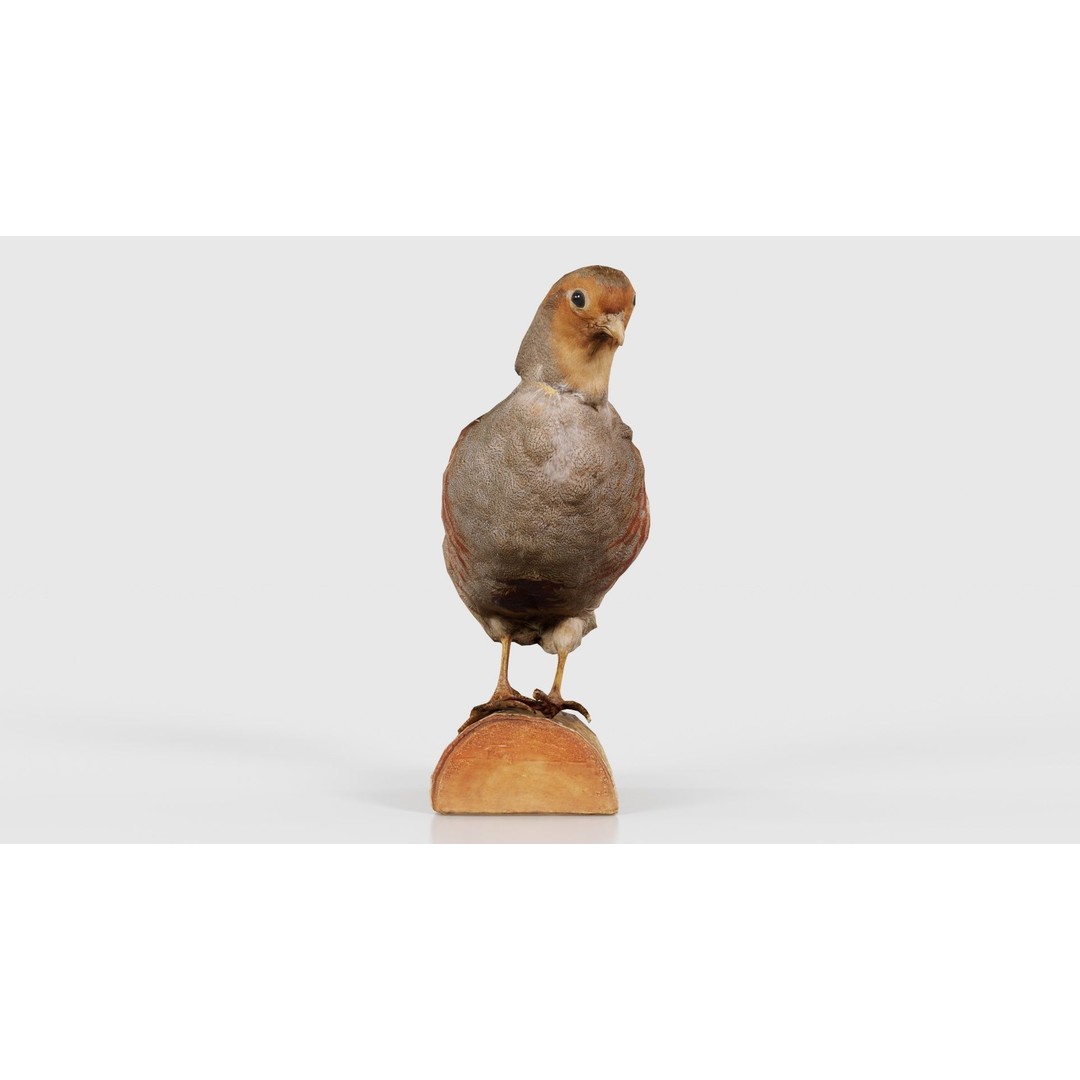 Partridge 3D Model – Low Poly Bird with PBR Textures, FBX - View 20