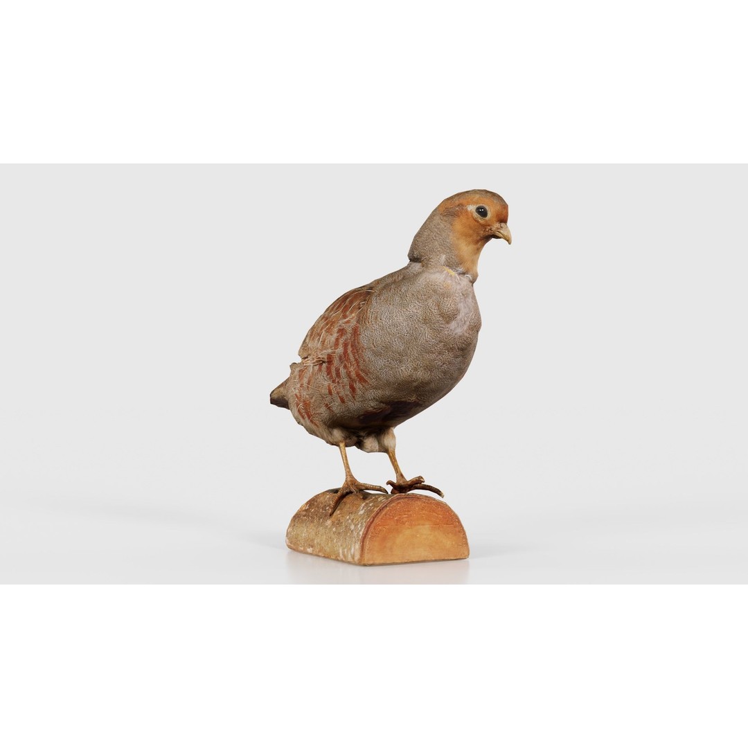 Partridge 3D Model – Low Poly Bird with PBR Textures, FBX - View 21