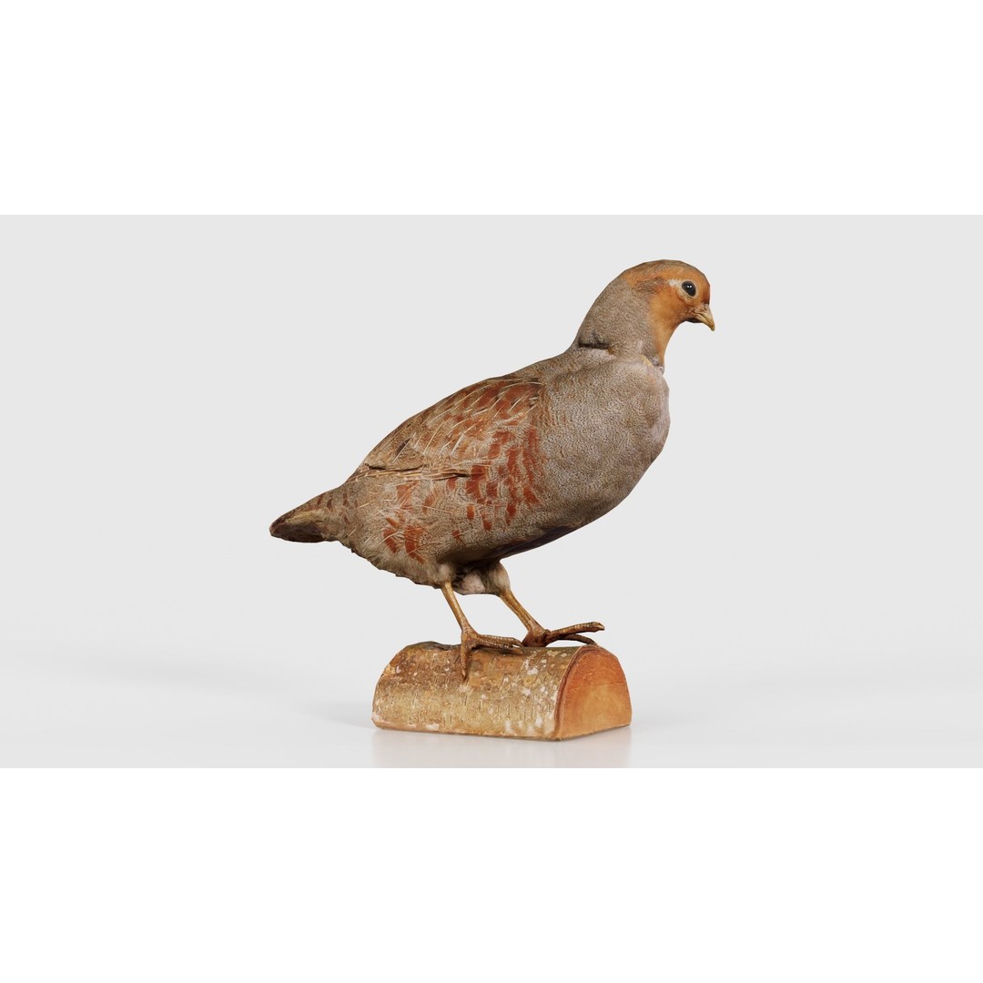 Partridge 3D Model – Low Poly Bird with PBR Textures, FBX - View 22