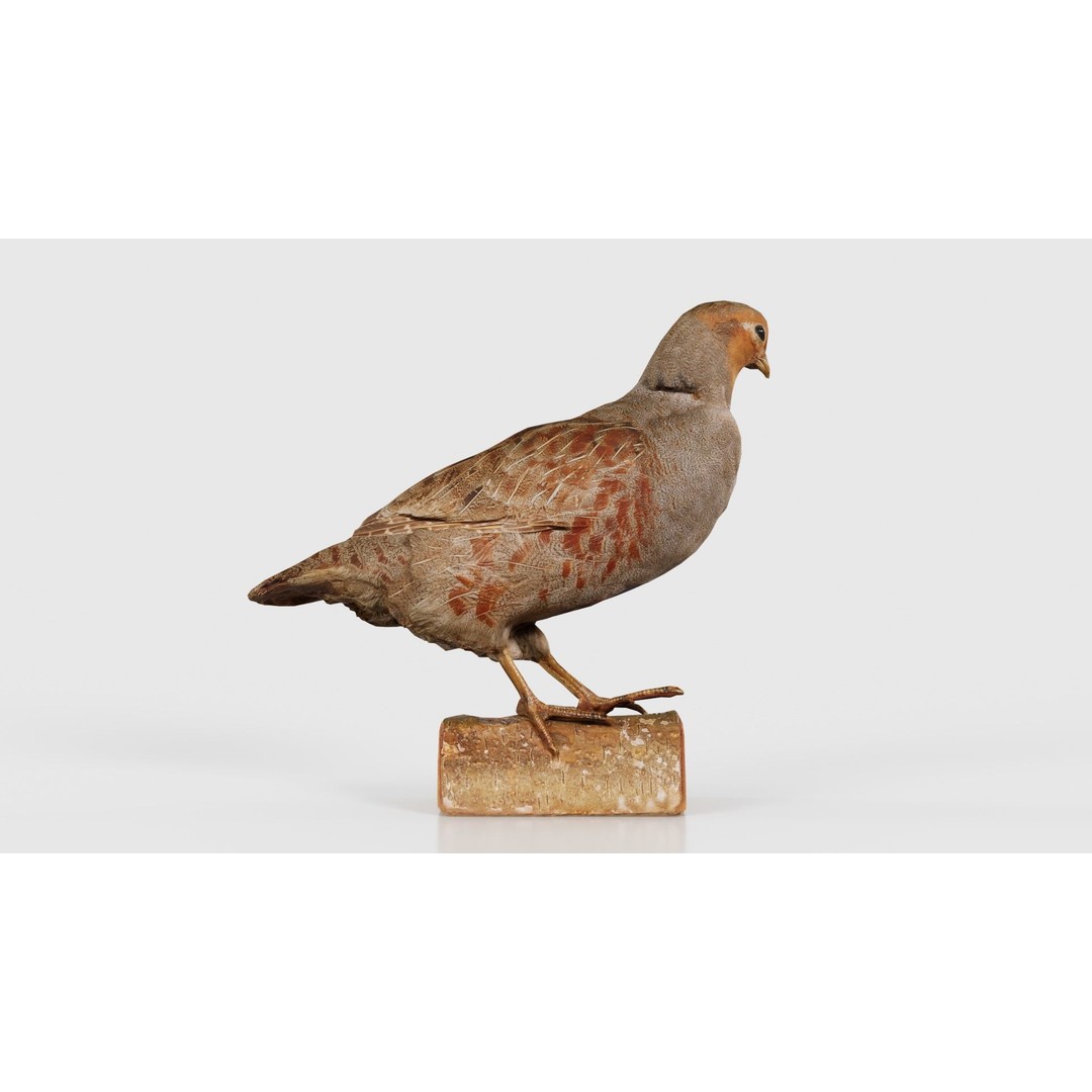 Partridge 3D Model – Low Poly Bird with PBR Textures, FBX - View 23