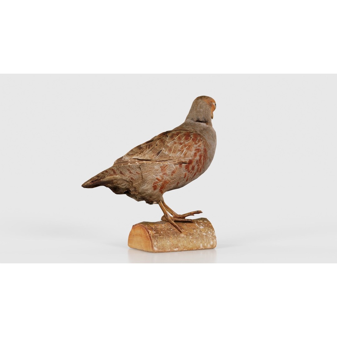 Partridge 3D Model – Low Poly Bird with PBR Textures, FBX - View 24