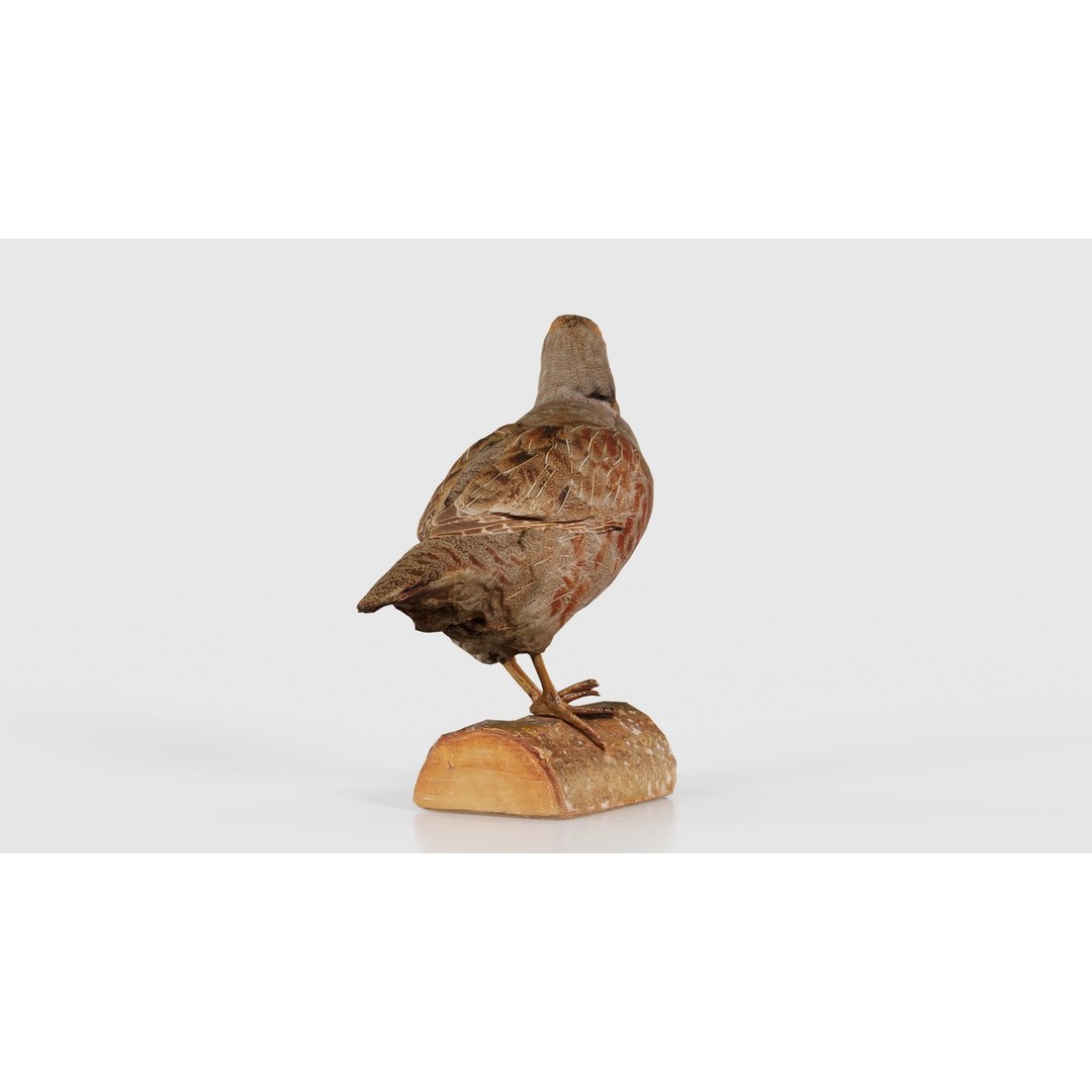 Partridge 3D Model – Low Poly Bird with PBR Textures, FBX - View 25
