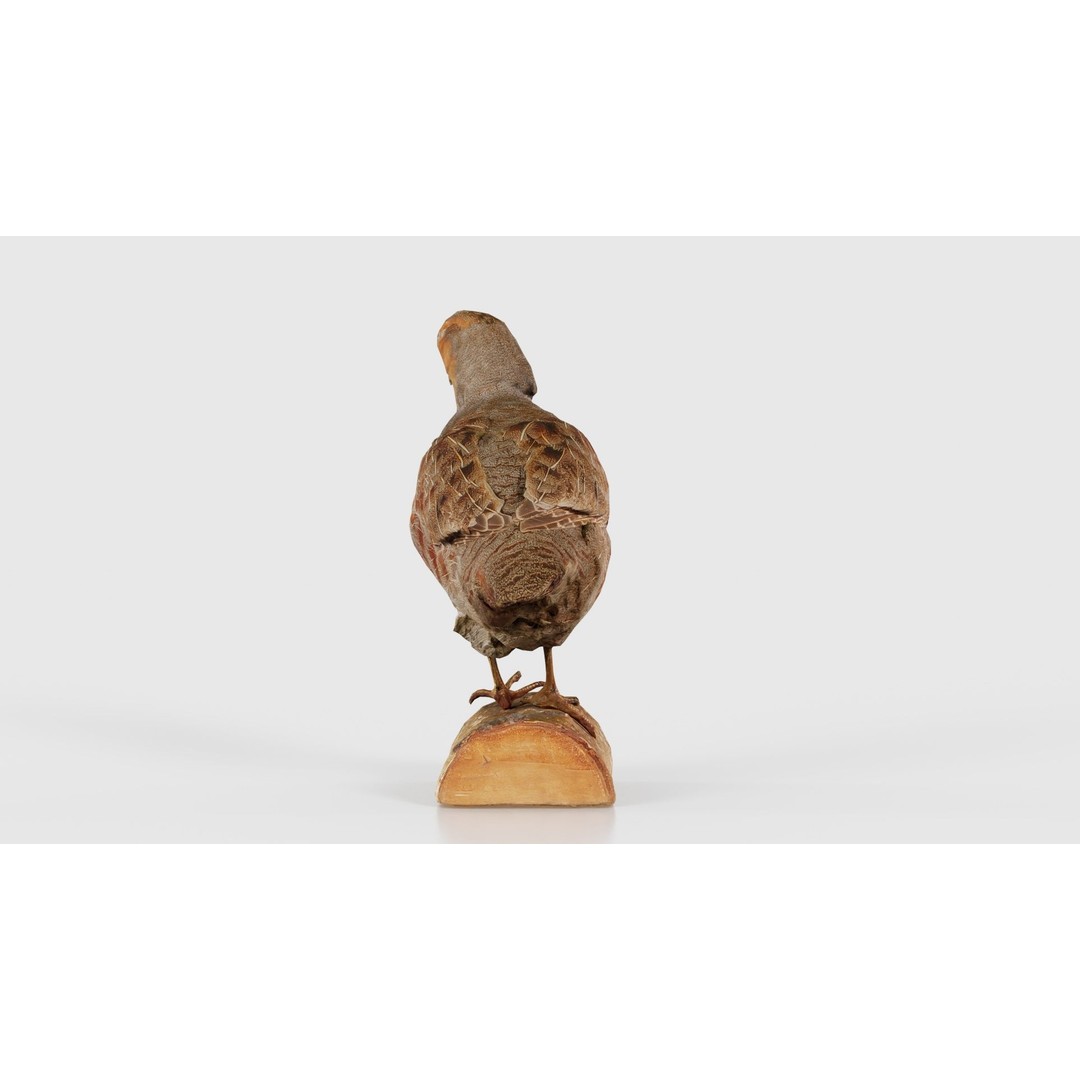 Partridge 3D Model – Low Poly Bird with PBR Textures, FBX - View 26