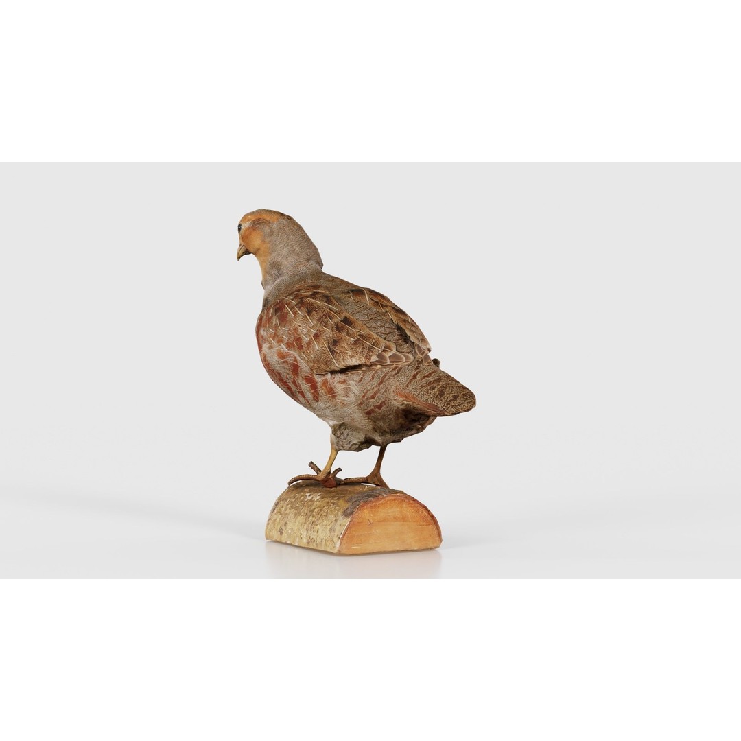 Partridge 3D Model – Low Poly Bird with PBR Textures, FBX - View 27