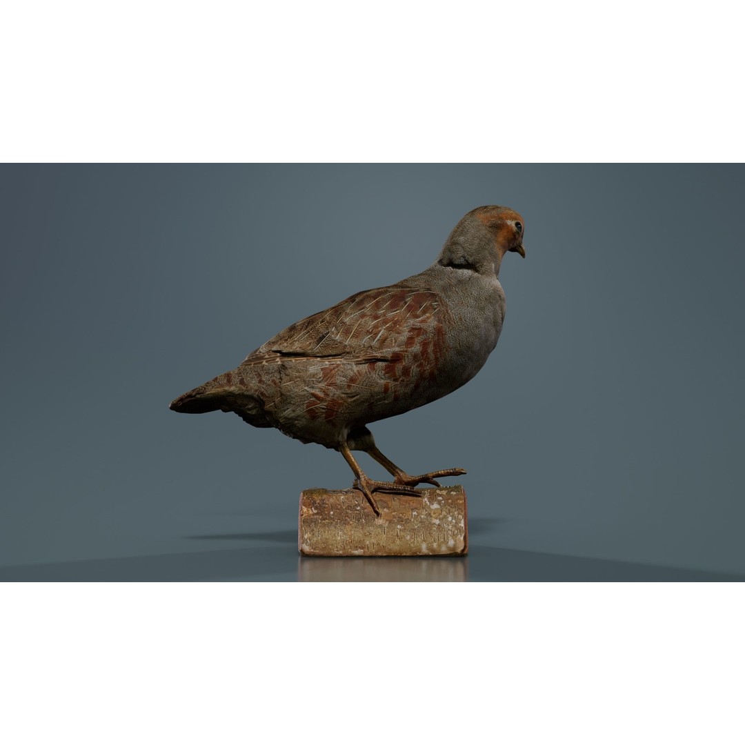 Partridge 3D Model – Low Poly Bird with PBR Textures, FBX - View 3