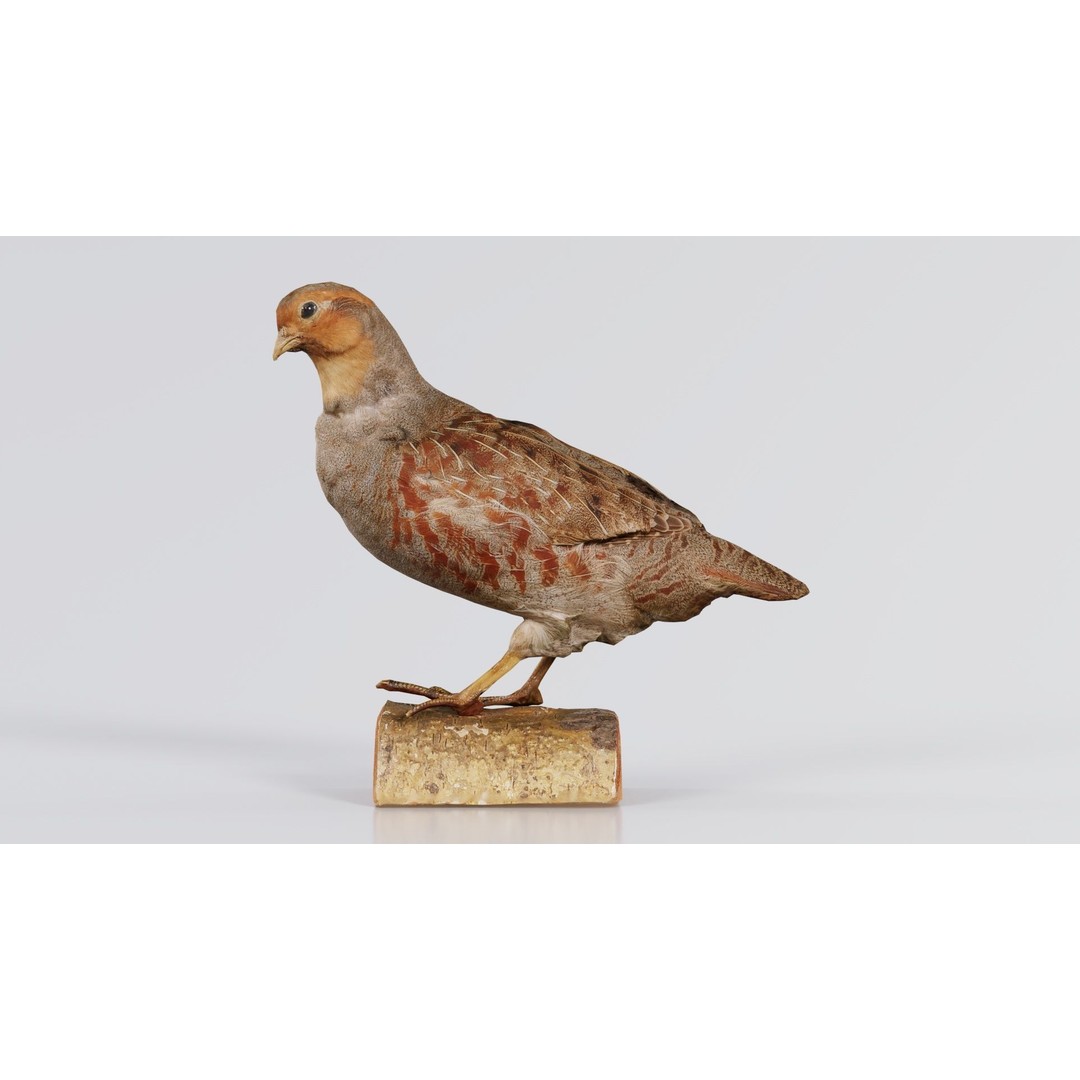 Partridge 3D Model – Low Poly Bird with PBR Textures, FBX - View 4
