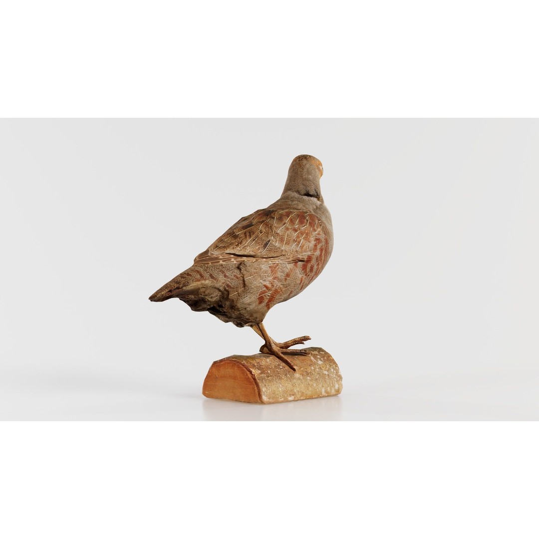 Partridge 3D Model – Low Poly Bird with PBR Textures, FBX - View 5