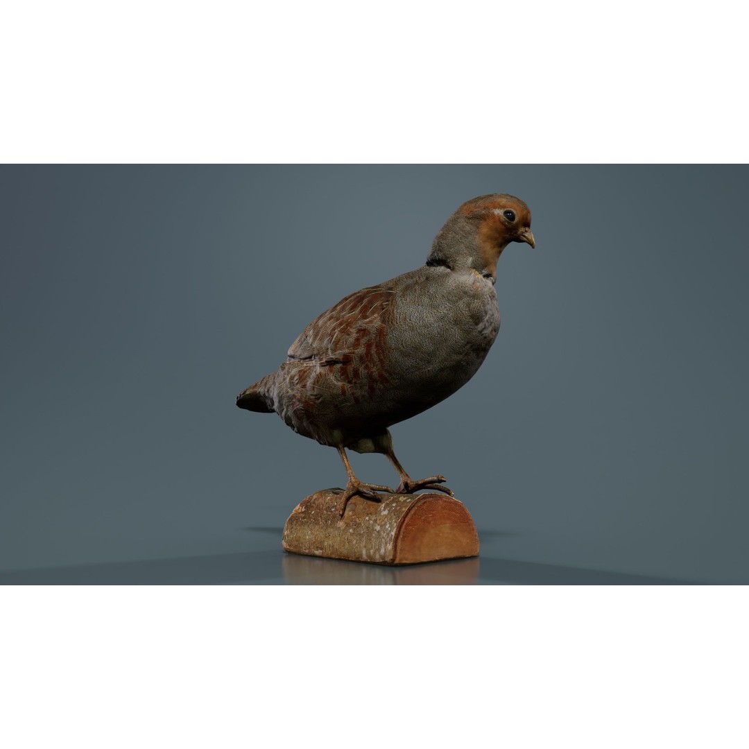 Partridge 3D Model – Low Poly Bird with PBR Textures, FBX - View 6