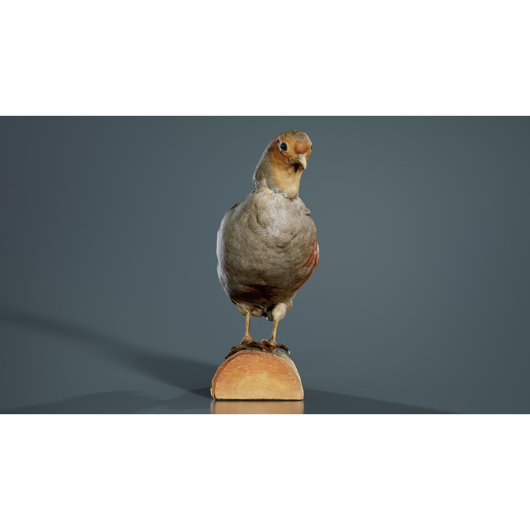 Partridge 3D Model – Low Poly Bird with PBR Textures, FBX - View 7