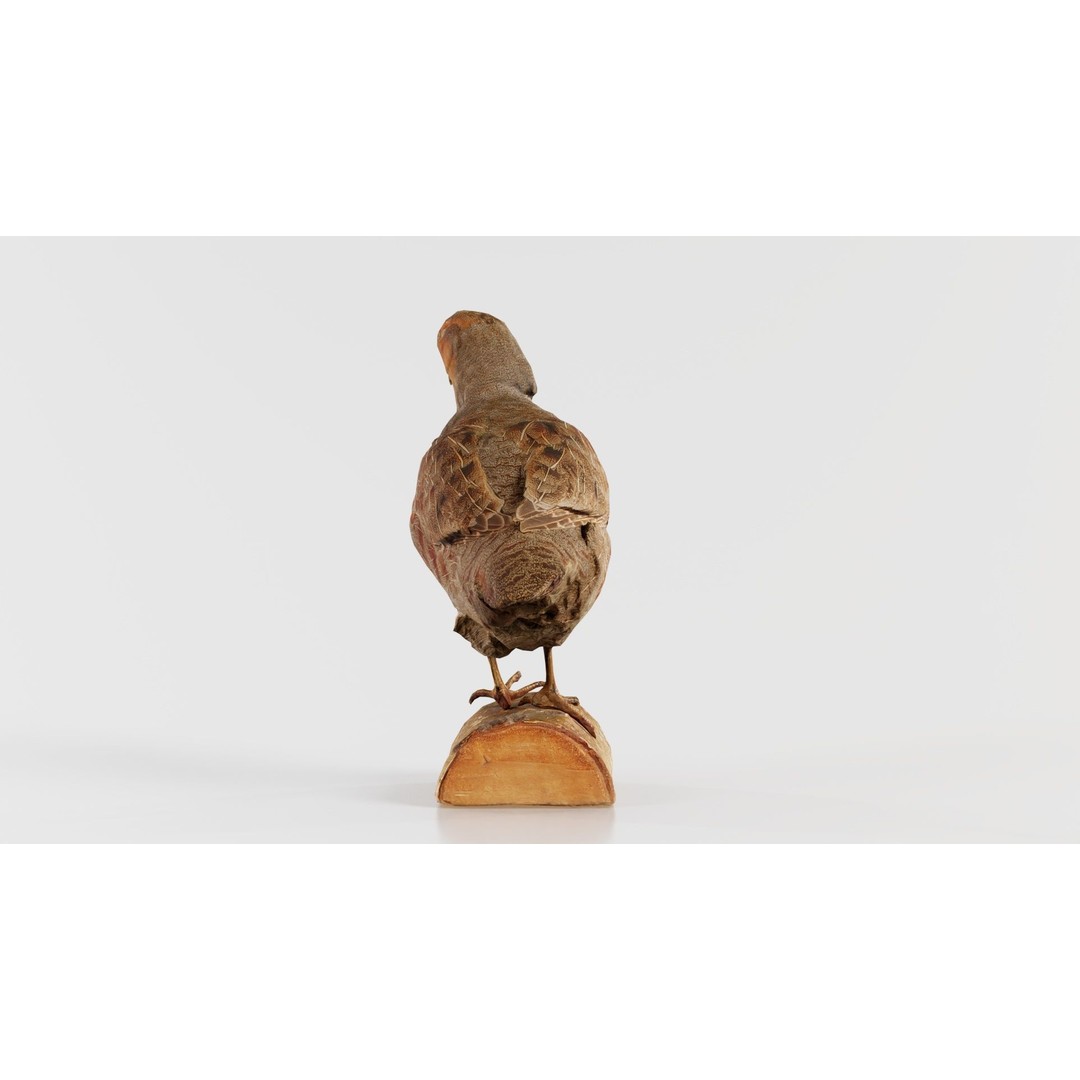 Partridge 3D Model – Low Poly Bird with PBR Textures, FBX - View 8