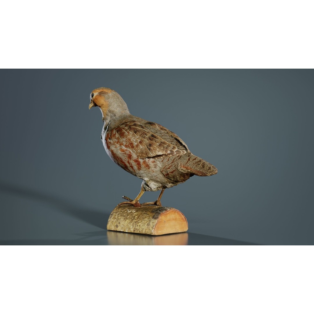 Partridge 3D Model – Low Poly Bird with PBR Textures, FBX - View 9