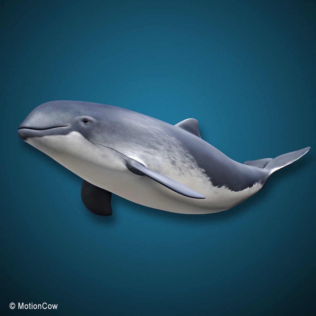 Harbour Porpoise 3D Model – Rigged and Animated, FBX, PBR Textures - View 10